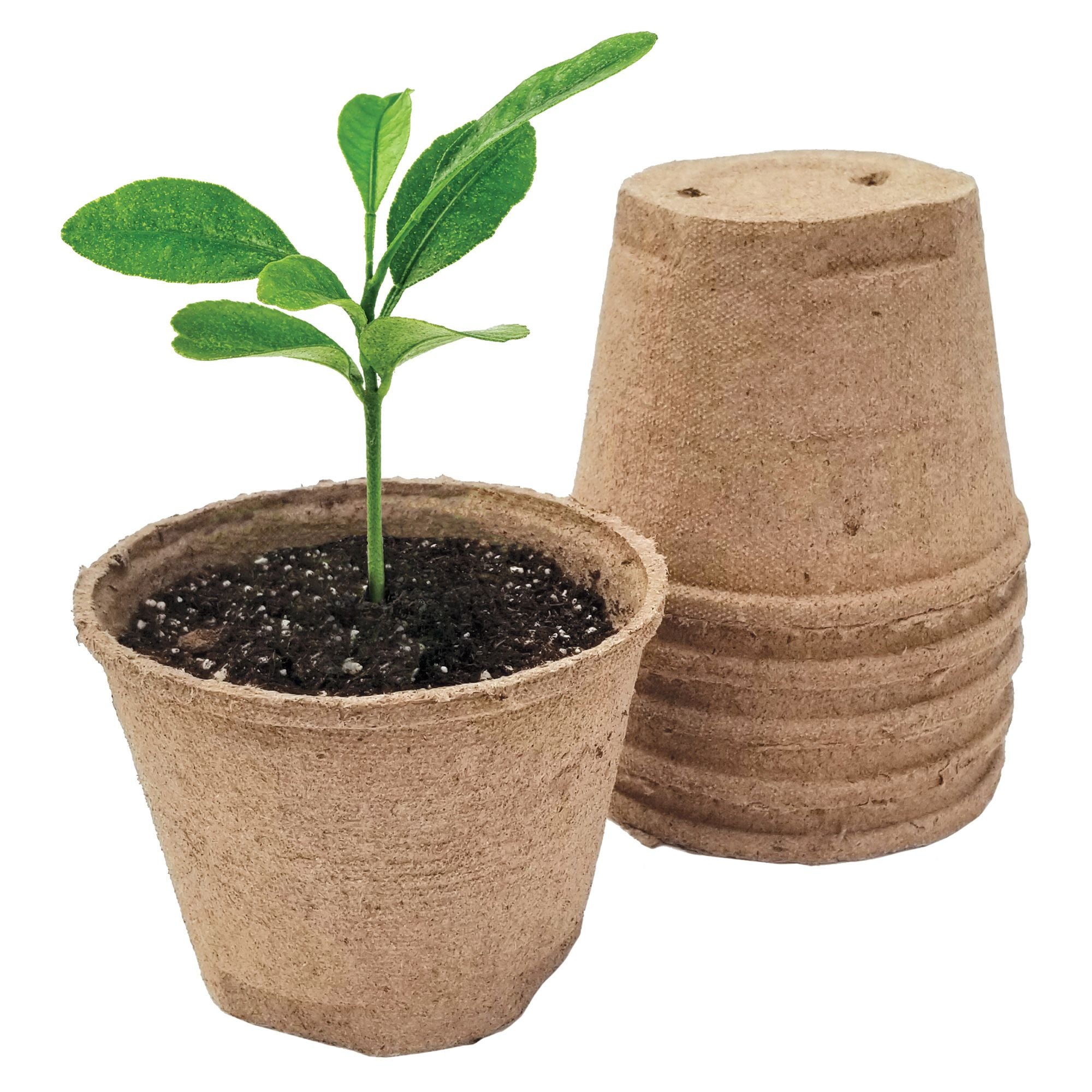 A 5 inch biodegradable peat pot with a small green plant growing out of it, alongside several stacked peat pots